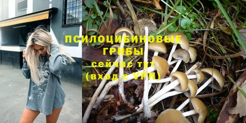 Галлюциногенные грибы Psilocybe  Карталы 